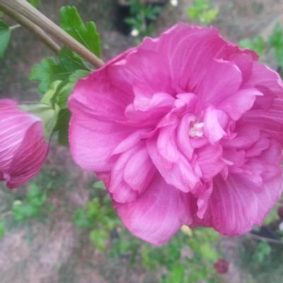 Hibiscus syriacus MAGENTA CHIFFON® 'Rwoods5' 