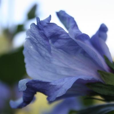 Hibiscus syriacus 'Marina'