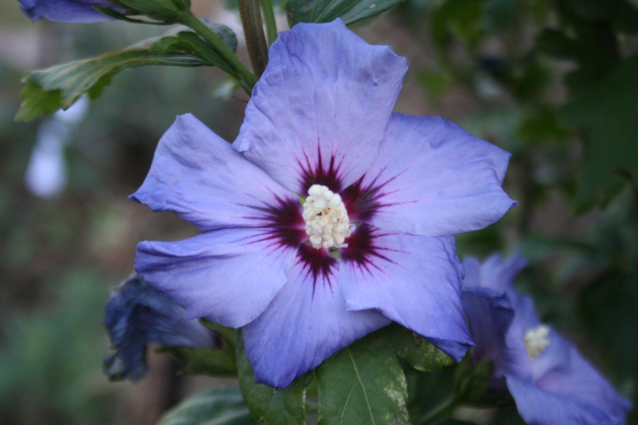 Hibiscus syriacus 'Marina'