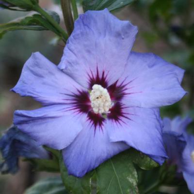 Hibiscus syriacus 'Marina'