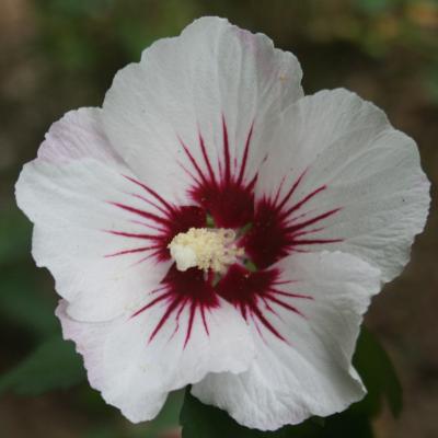 Hibiscus syriacus 'Mathilde'