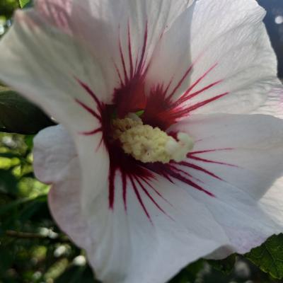 Hibiscus syriacus 'Mathilde'