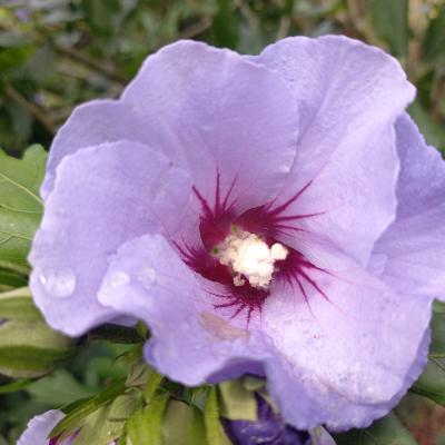 Hibiscus syriacus 'Oiseau Bleu'