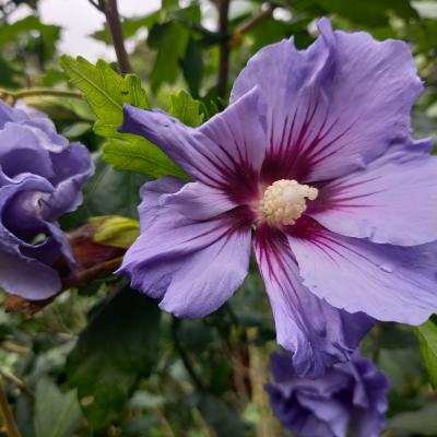 Hibiscus syriacus 'Oiseau Bleu'