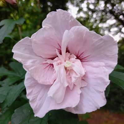 Hibiscus syriacus PINK CHIFFON®