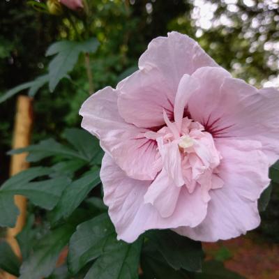 Hibiscus syriacus PINK CHIFFON®