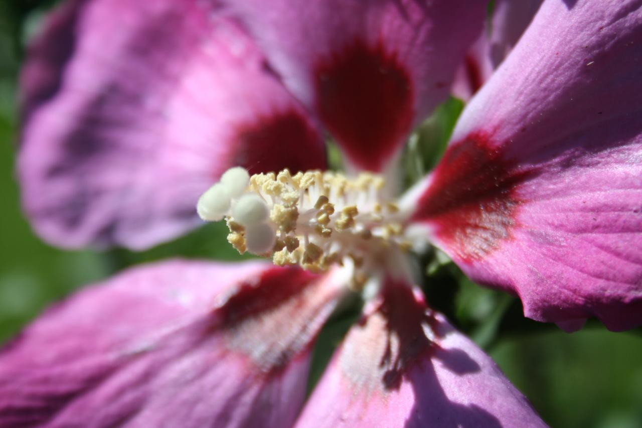 Hibiscus syriacus PINK GIANT® 'Flogi'