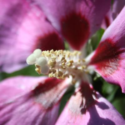 Hibiscus syriacus PINK GIANT® 'Flogi'-2-