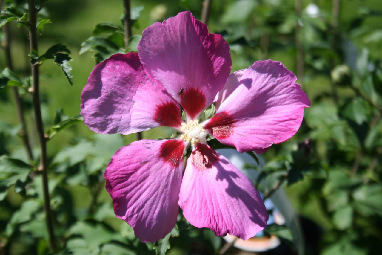 Hibiscus syriacus PINK GIANT® 'Flogi'