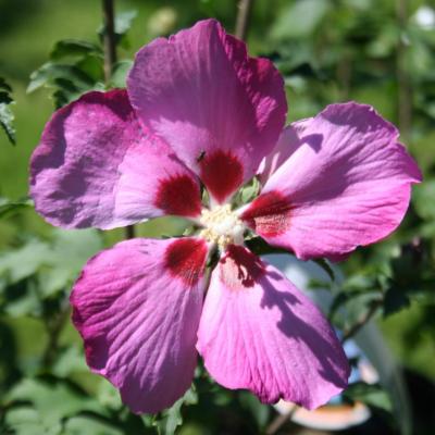Hibiscus syriacus PINK GIANT® 'Flogi'