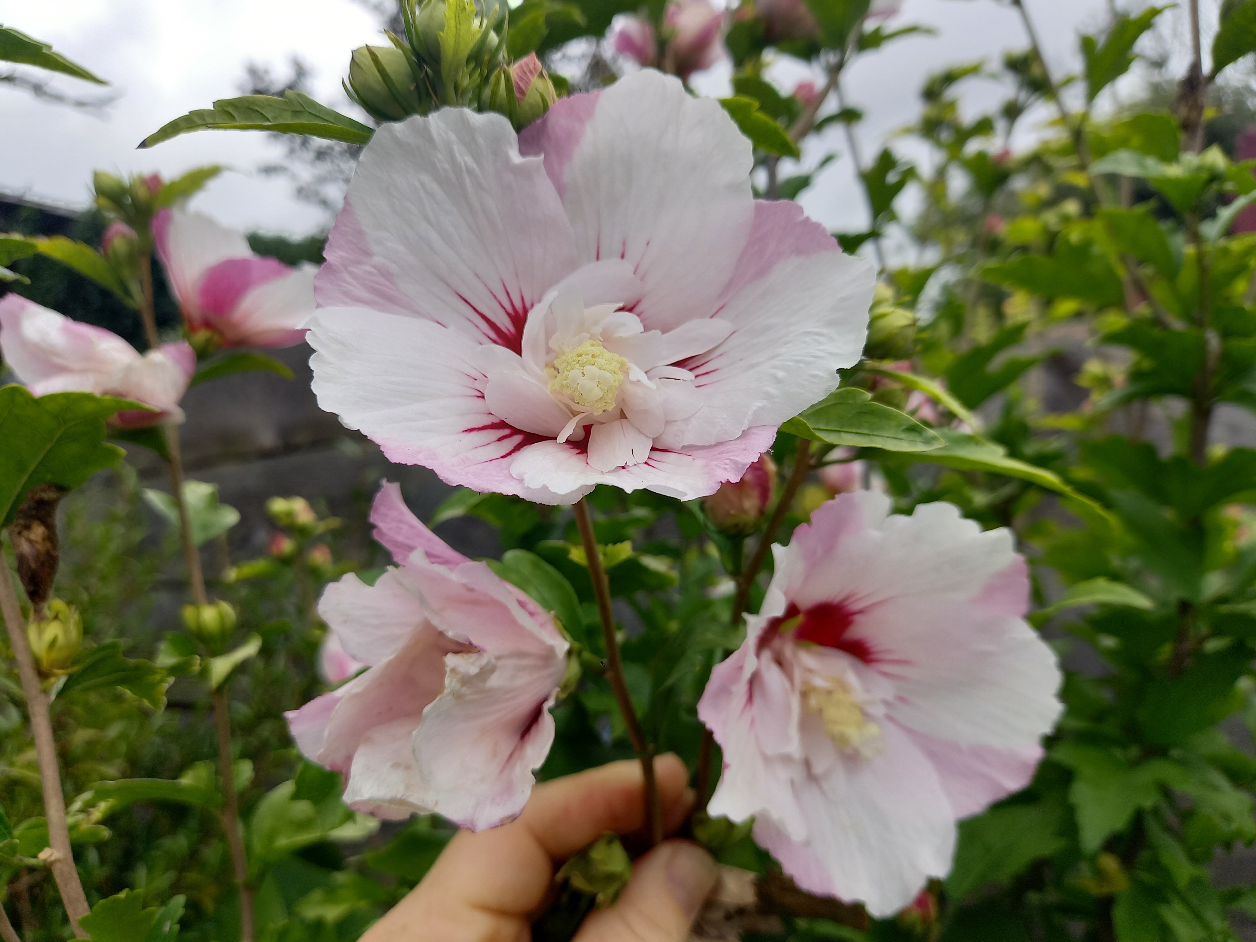 Hibiscus syriacus PINKY SPOT® 'Minspot'