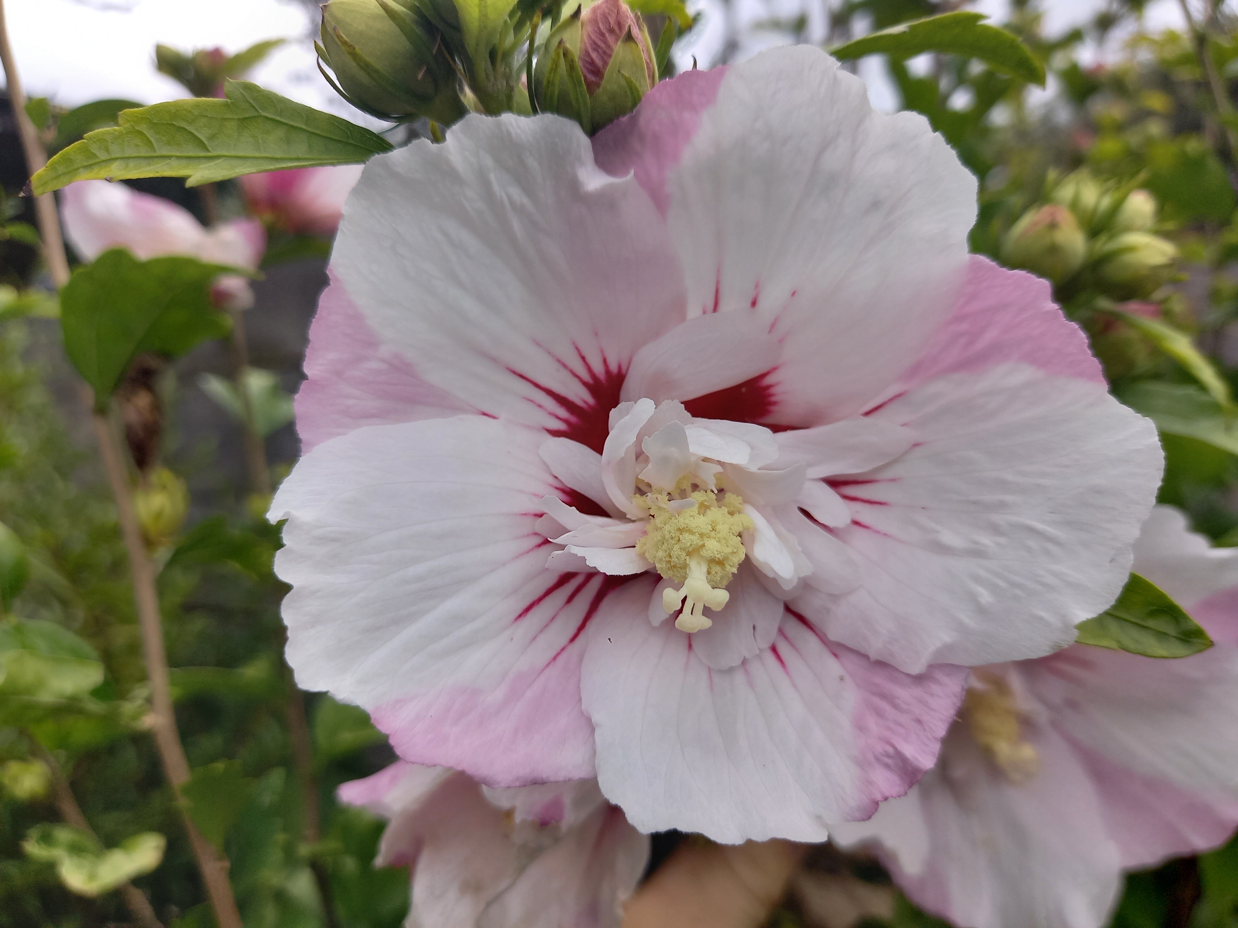 Hibiscus syriacus PINKY SPOT® 'Minspot'