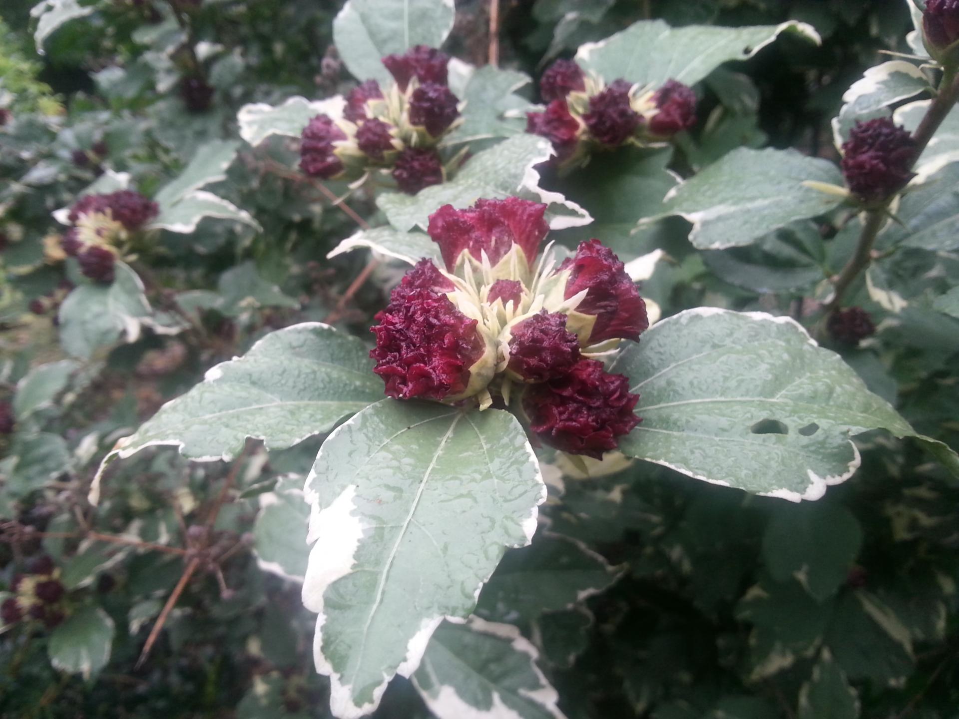 Hibiscus syriacus 'Puniceus Plenus'