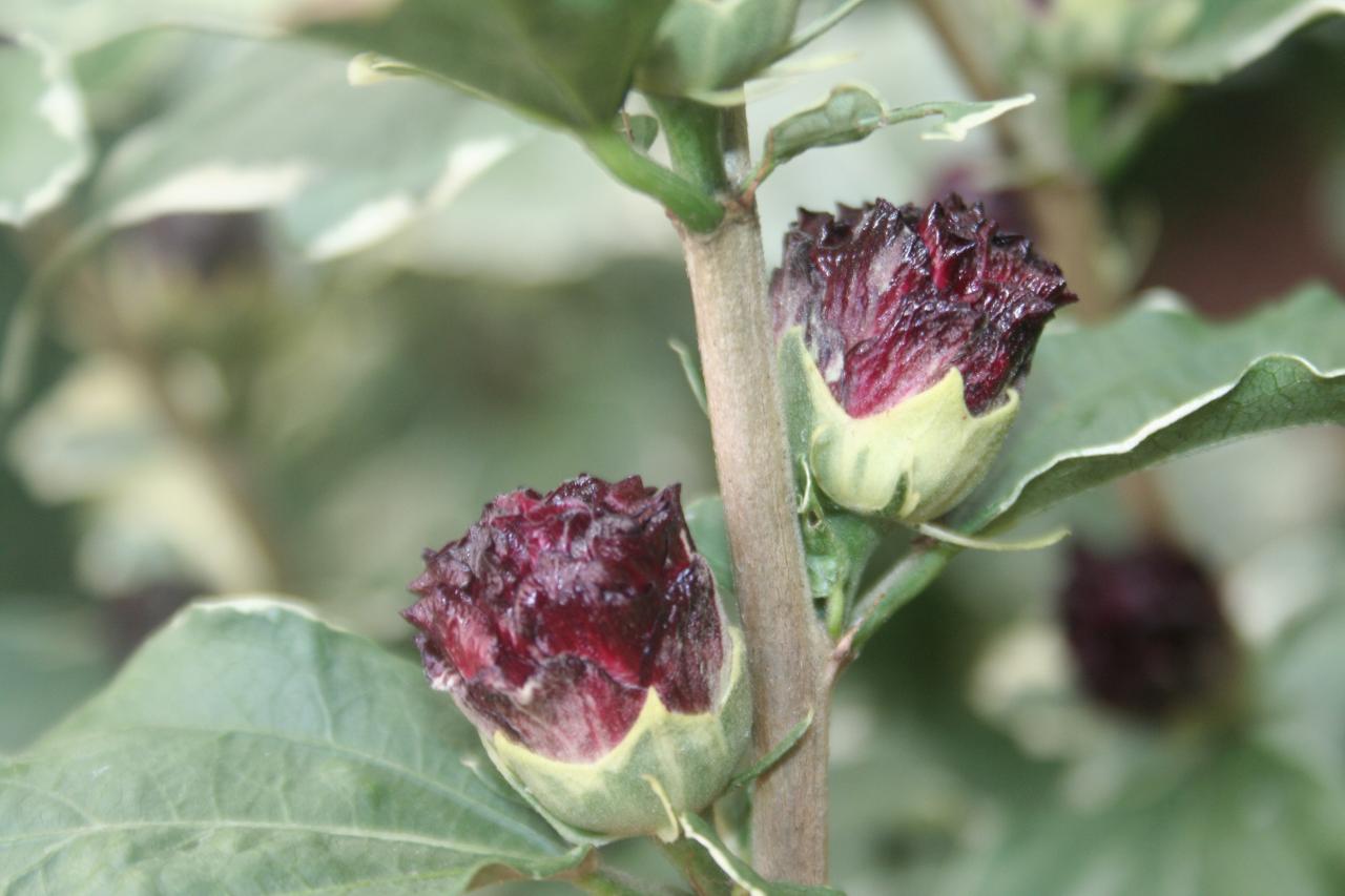 Hibiscus syriacus 'Puniceus Plenus