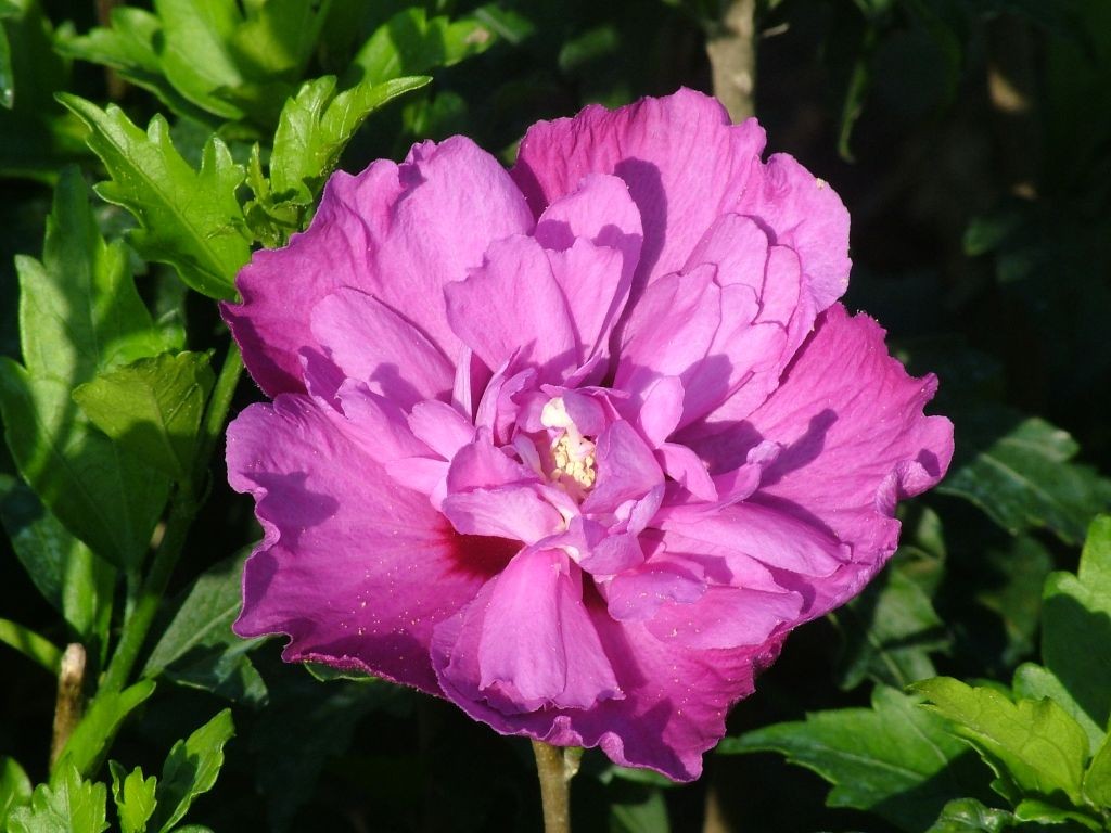 Hibiscus syriacus PURPLE RUFFLES® 'Sanchonyo'