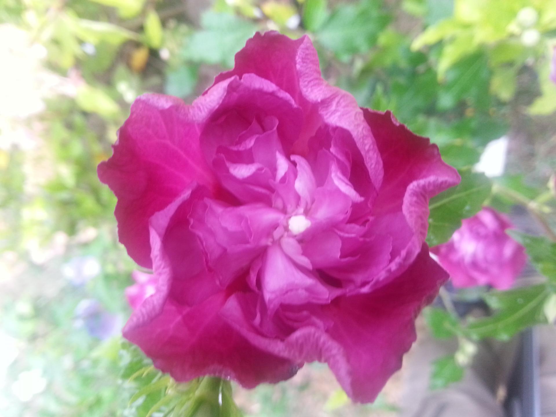 Hibiscus syriacus PURPLE RUFFLES® 'Sanchonyo'