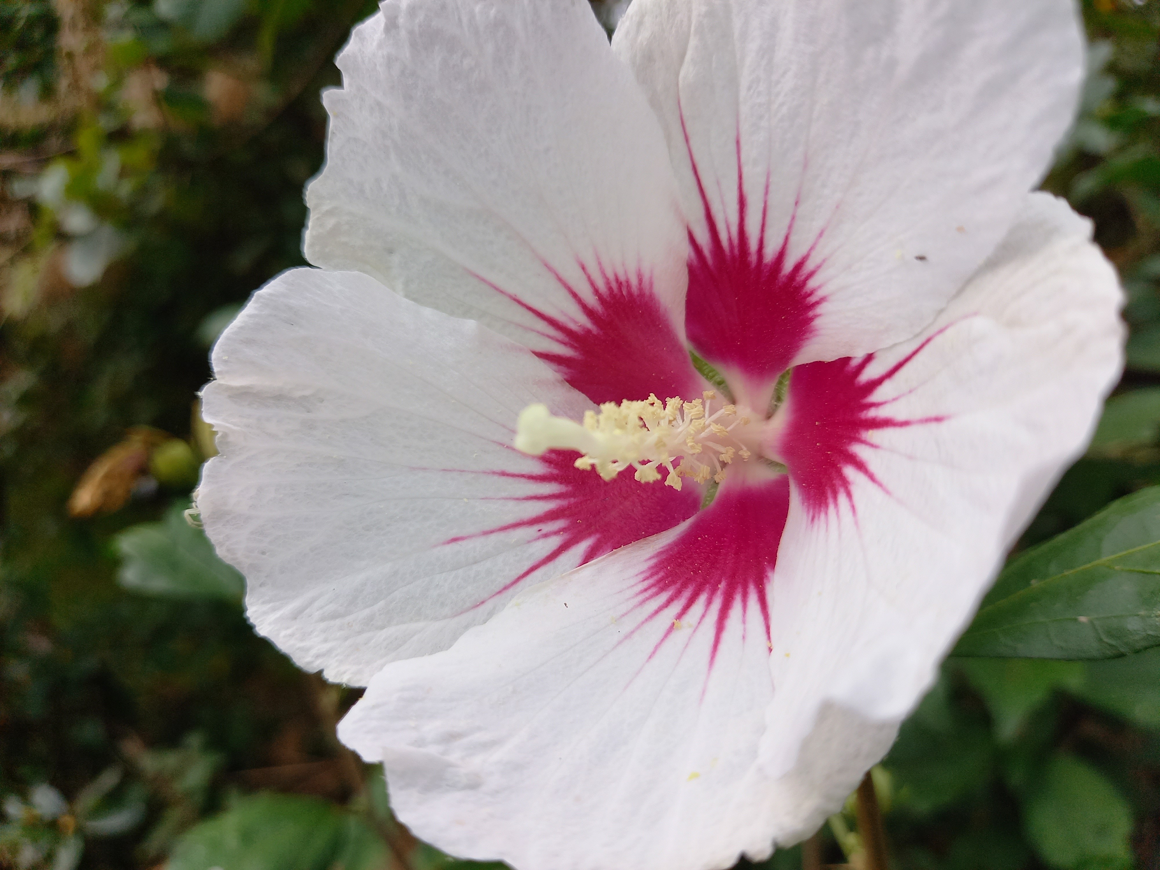 Hibiscus syriacus 'Red Heart'