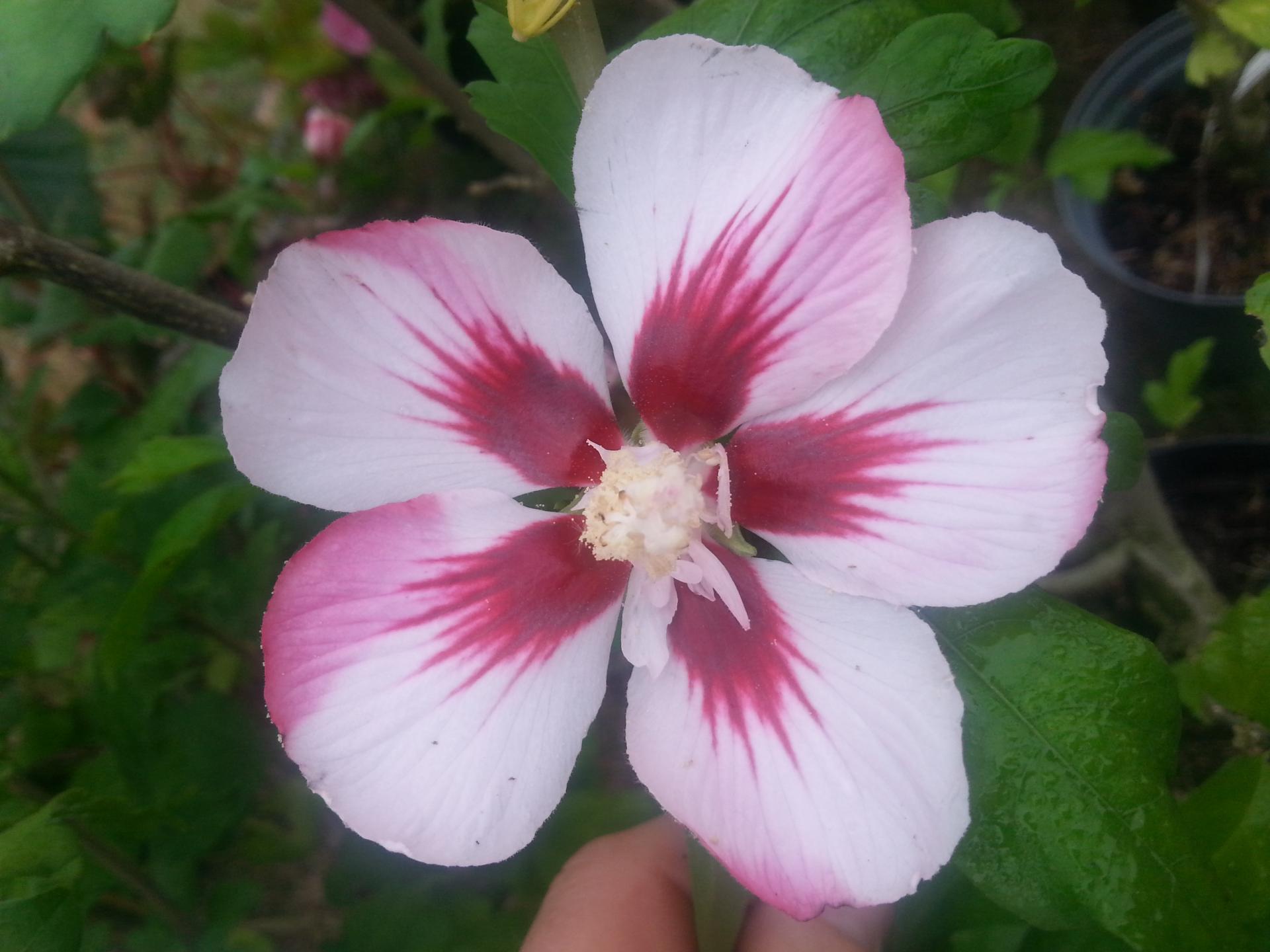 Hibiscus syriacus 'Red Heart'