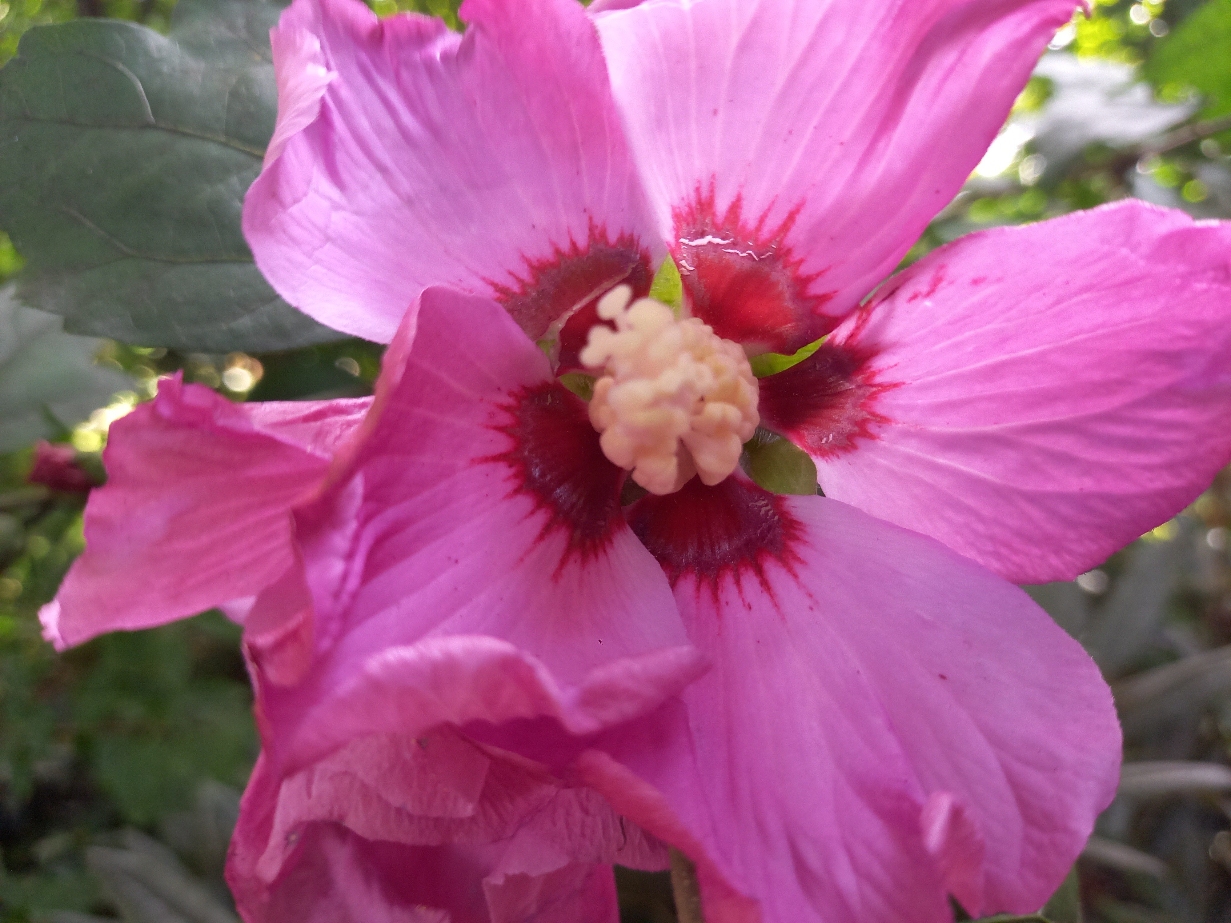 Hibiscus syriacus RUSSIAN VIOLET® 'Floru'
