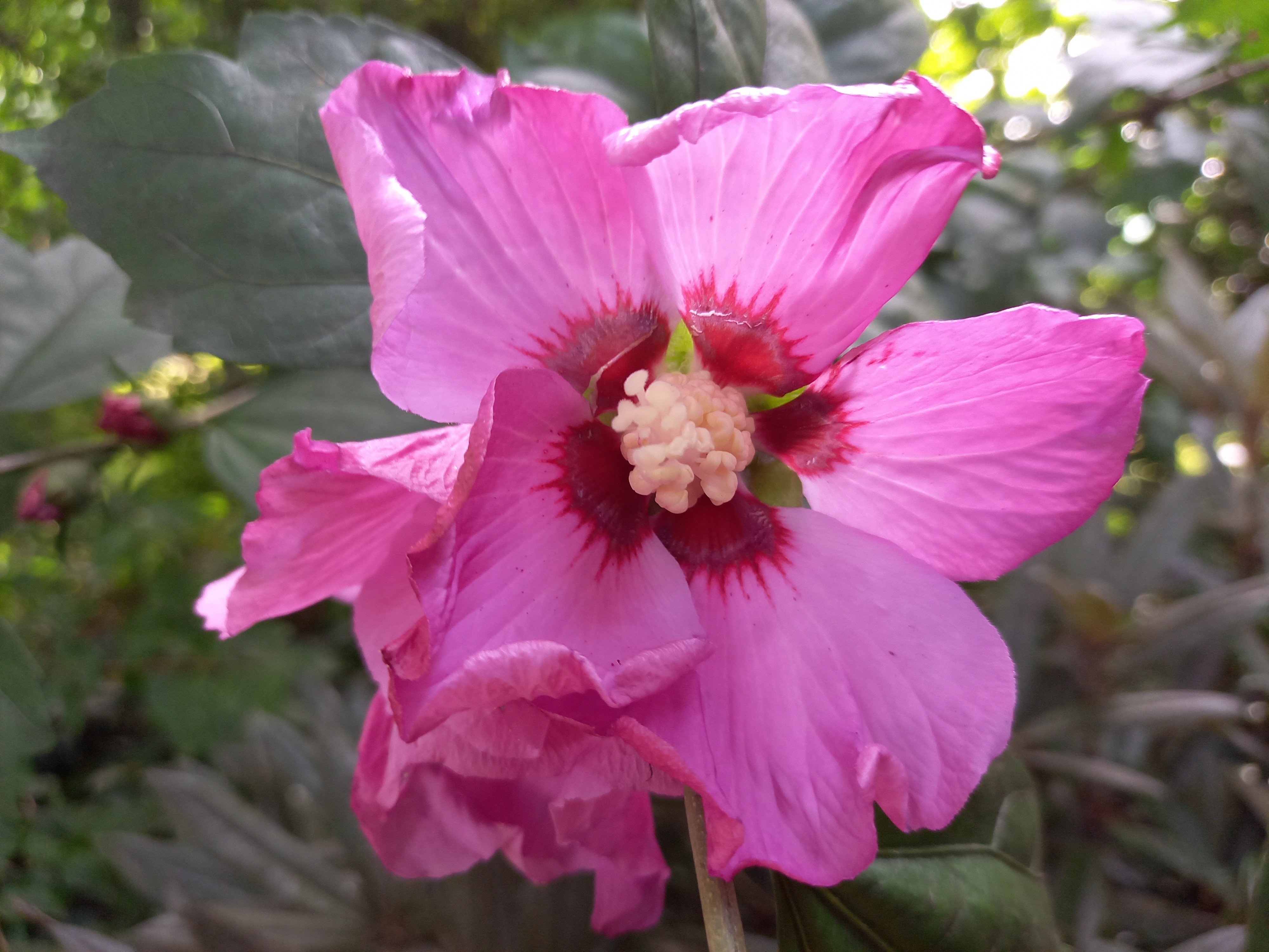 Hibiscus syriacus RUSSIAN VIOLET® 'Floru'