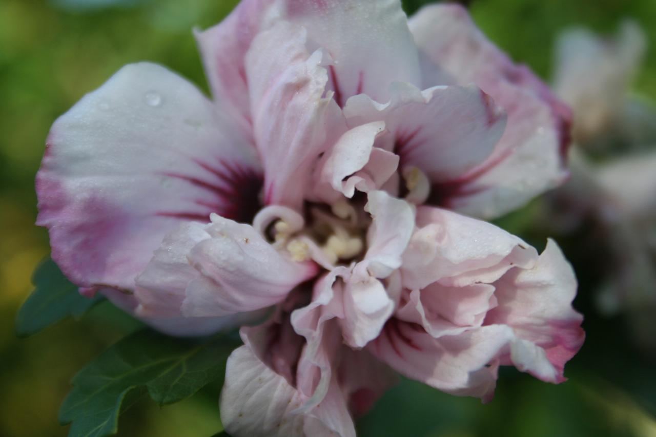 Hibiscus syriacus 'Salima'