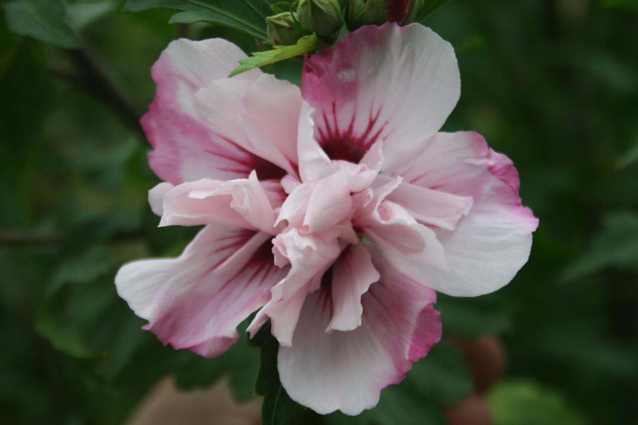 Hibiscus syriacus 'Salima'