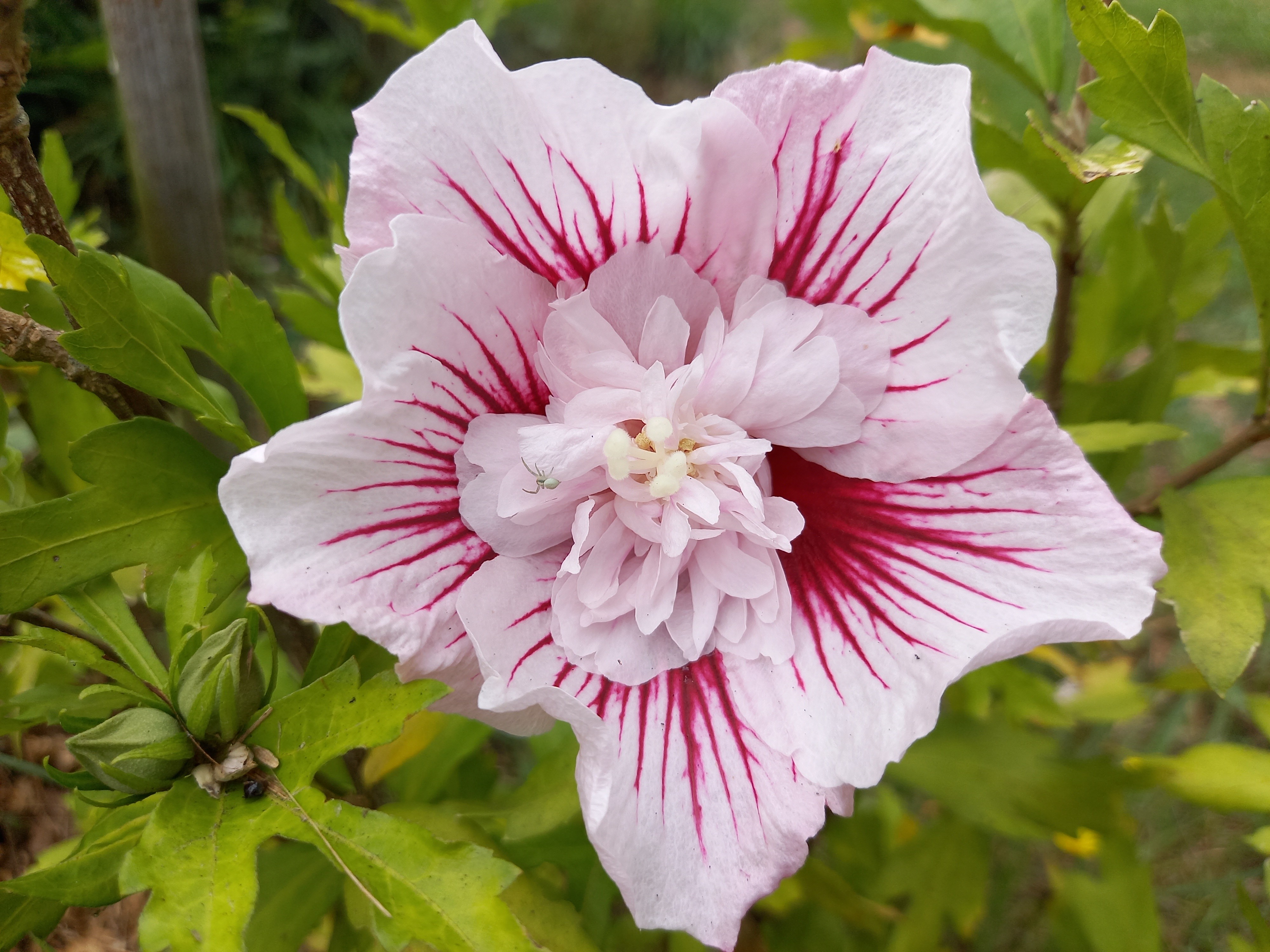 Hibiscus syriacus STARBURST CHIFFON® 'Rwoods6'