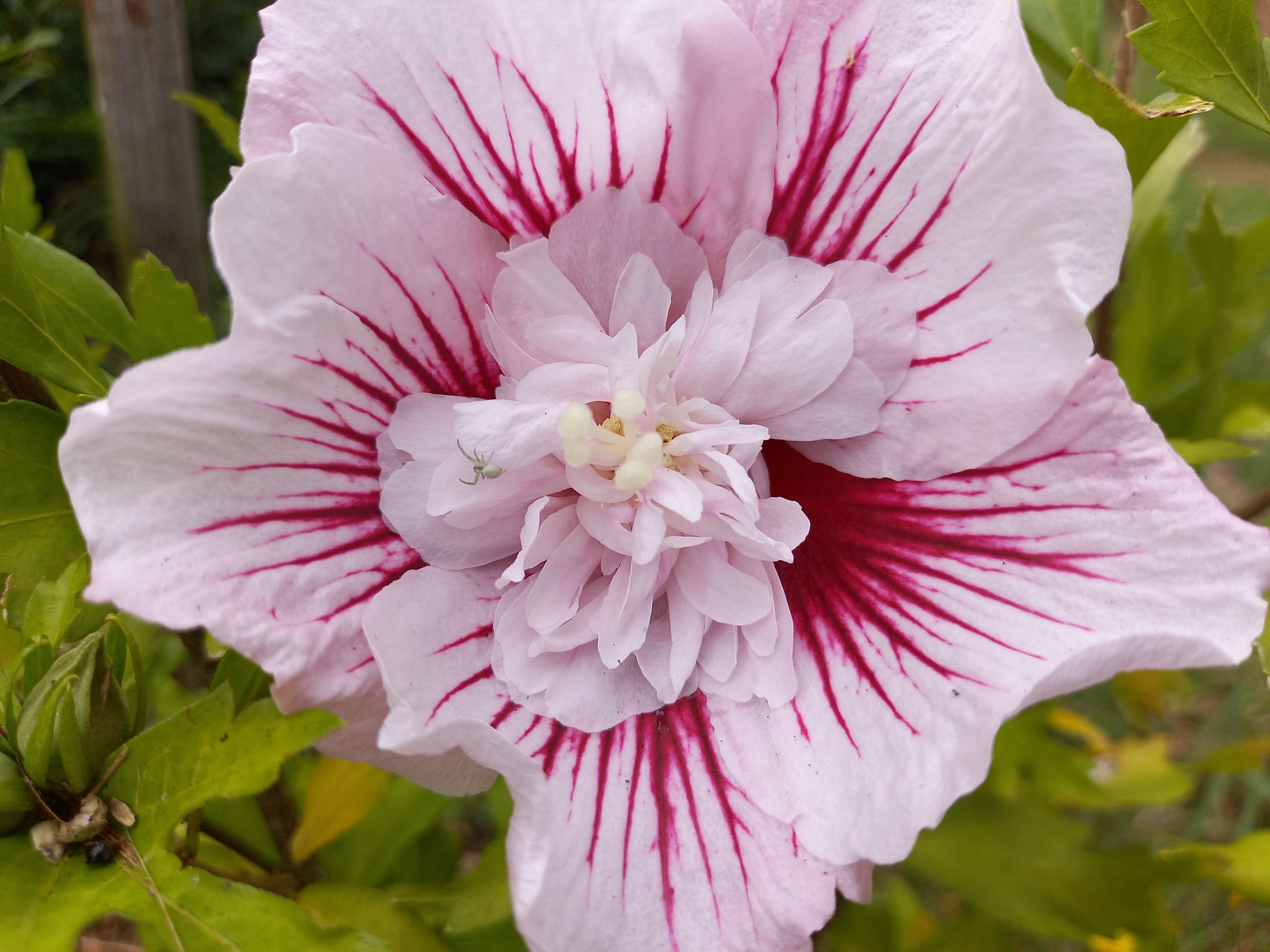 Hibiscus syriacus STARBURST CHIFFON® 'Rwoods6'