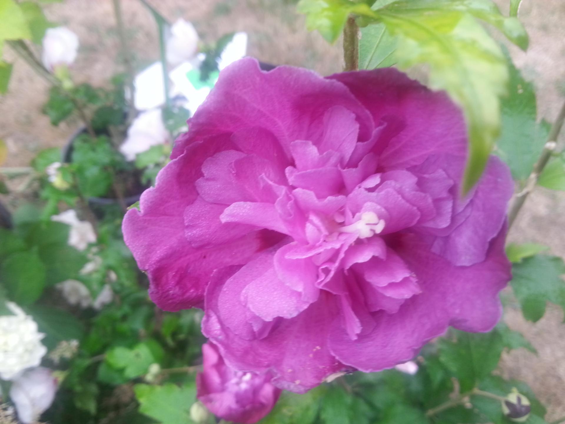 Hibiscus syriacus 'Summer Night'®