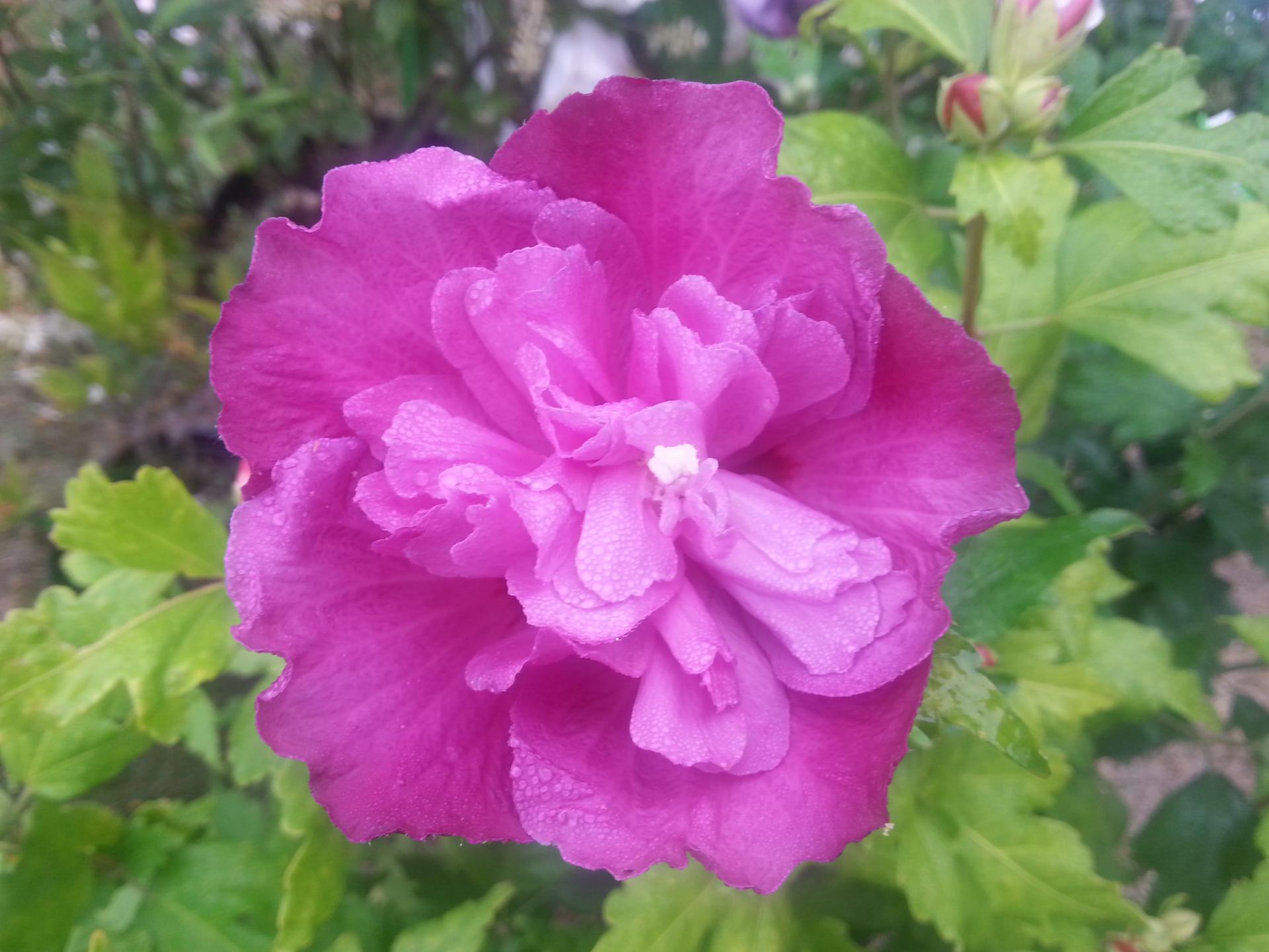 Hibiscus syriacus 'Summer Night'®