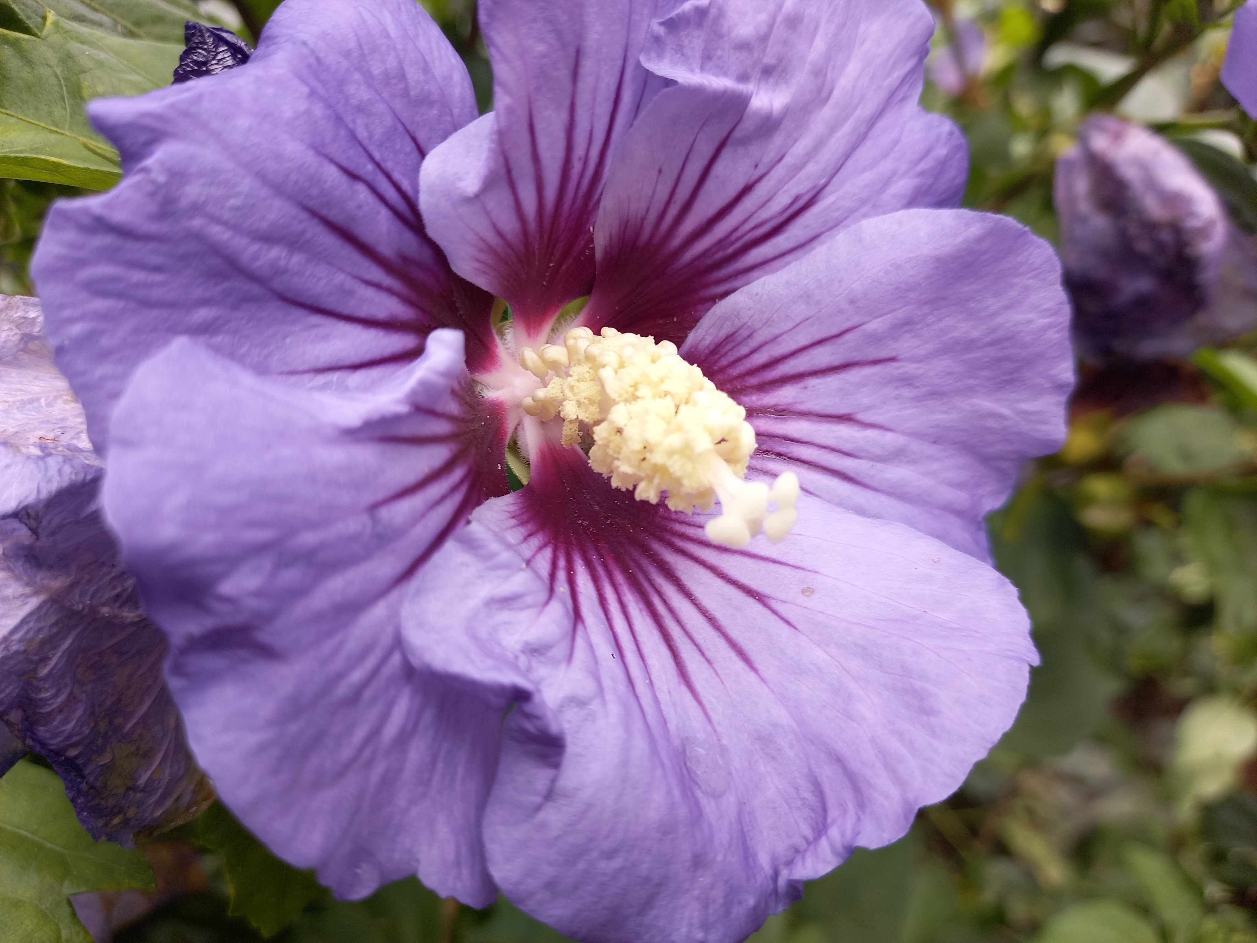 Hibiscus syriacus ULTRAMARINE® 'Minultra'