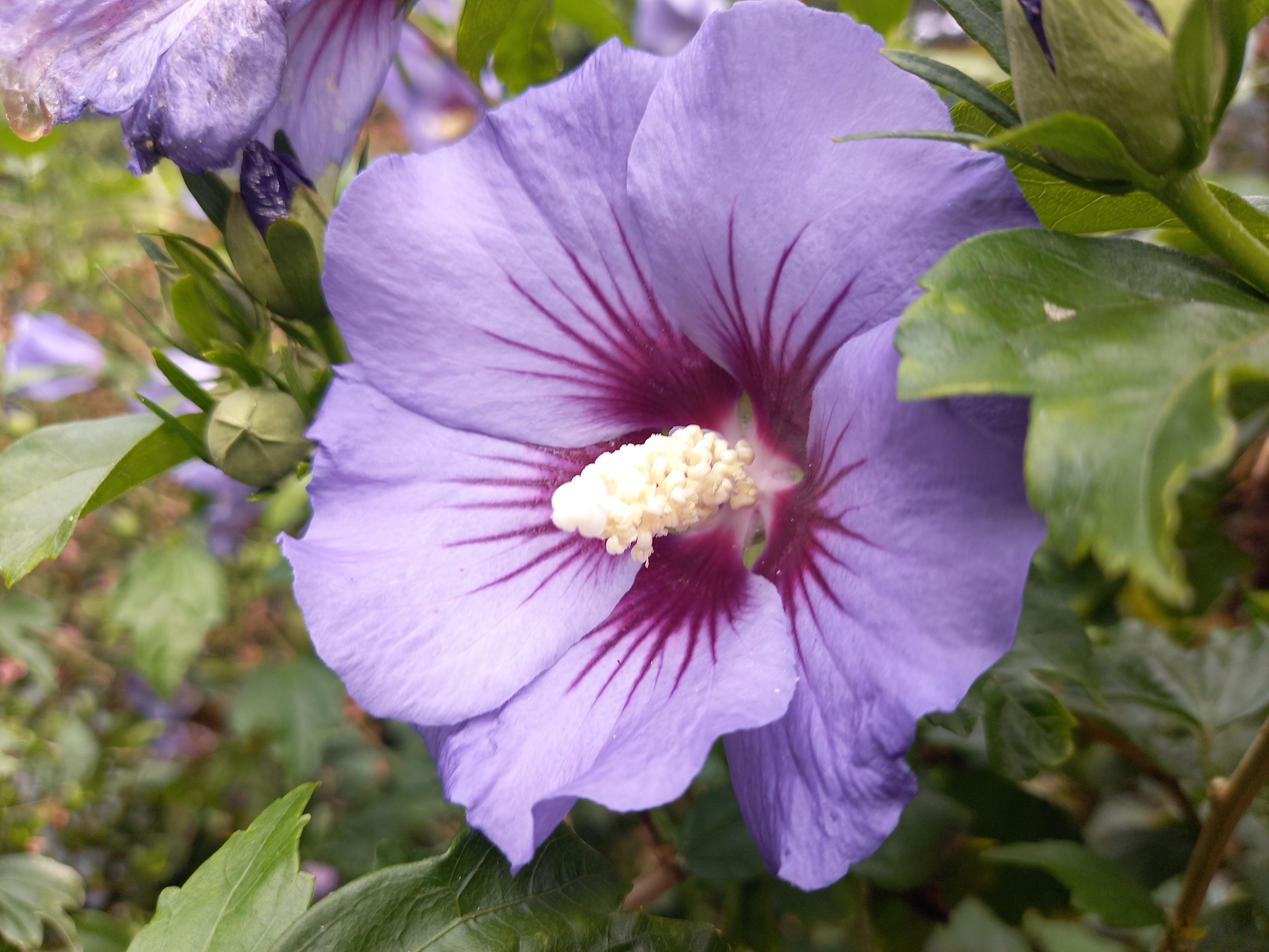 Hibiscus syriacus ULTRAMARINE® 'Minultra'