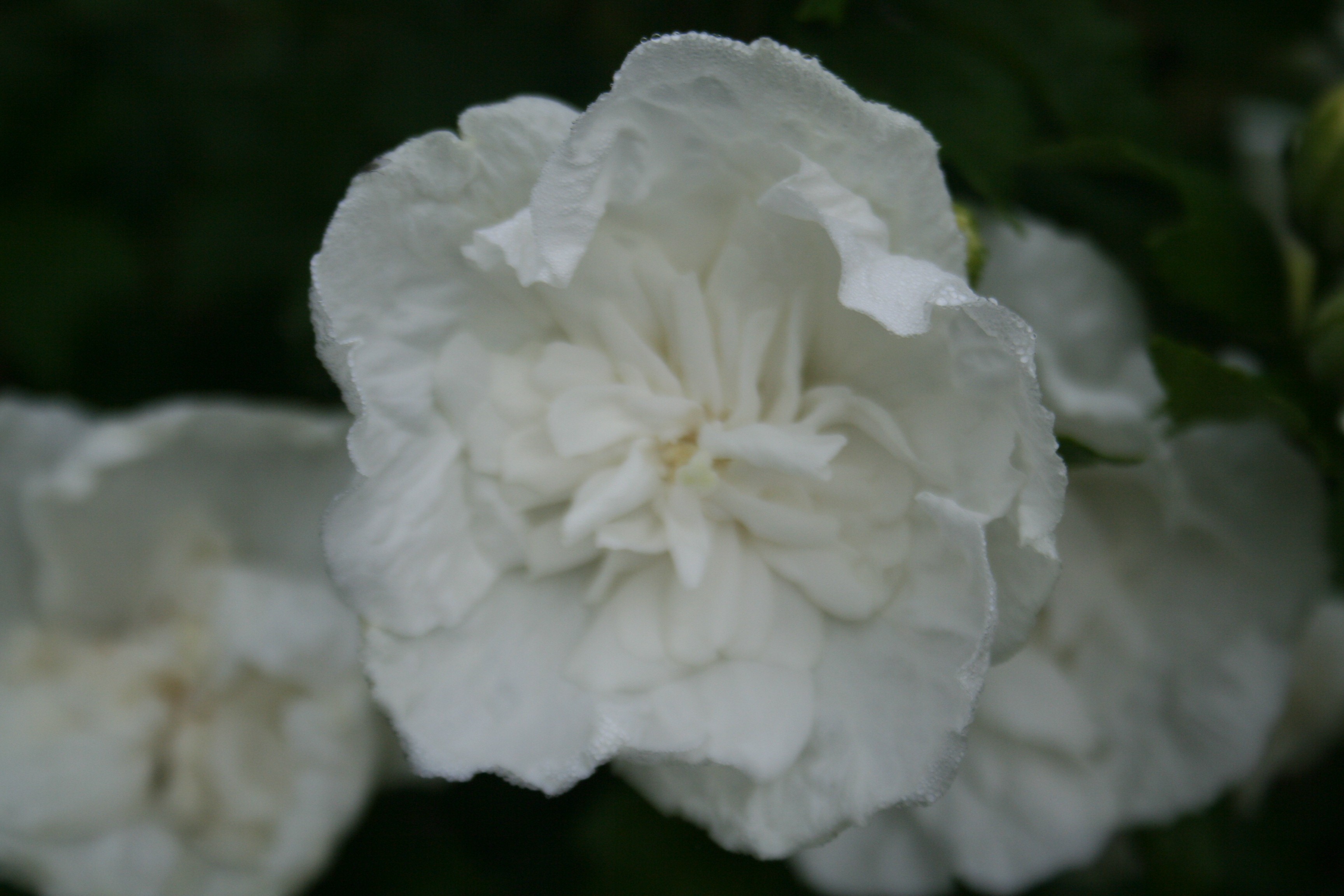 Hibiscus syriacus WHITE CHIFFON® 'Notwoodtwo'