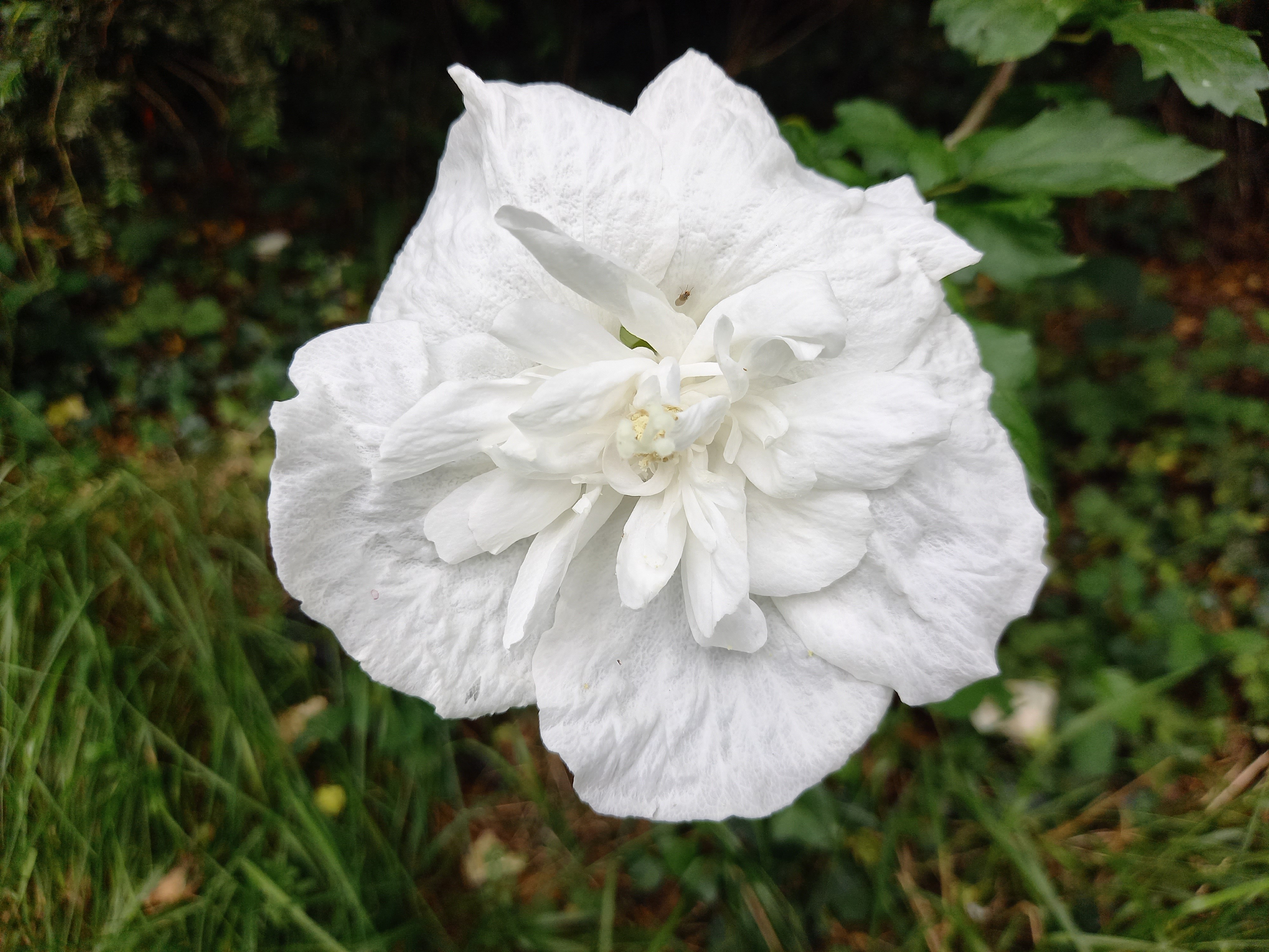 Hibiscus syriacus WHITE CHIFFON® 'Notwoodtwo'
