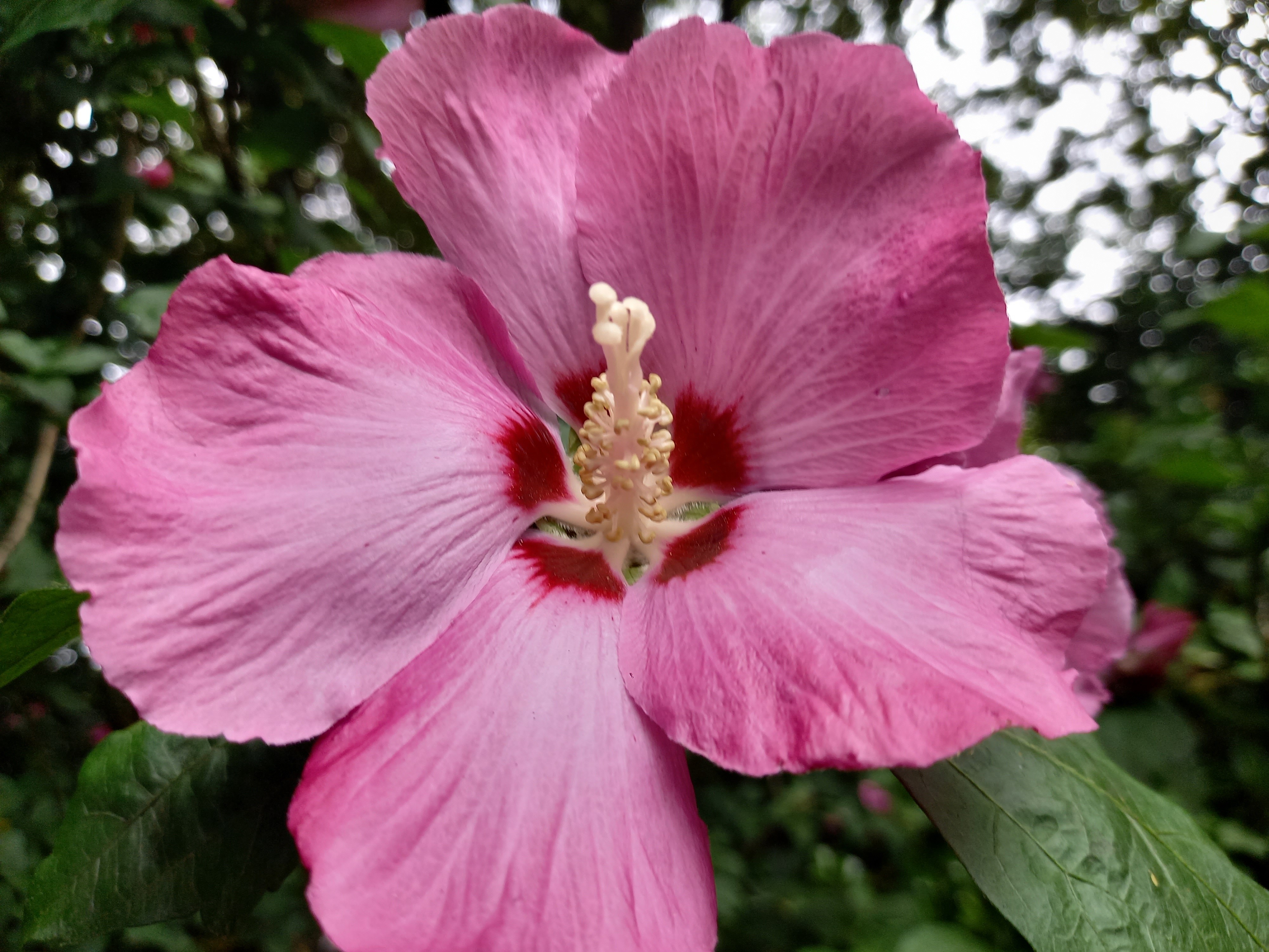 Hibiscus syriacus 'Woodbridge'