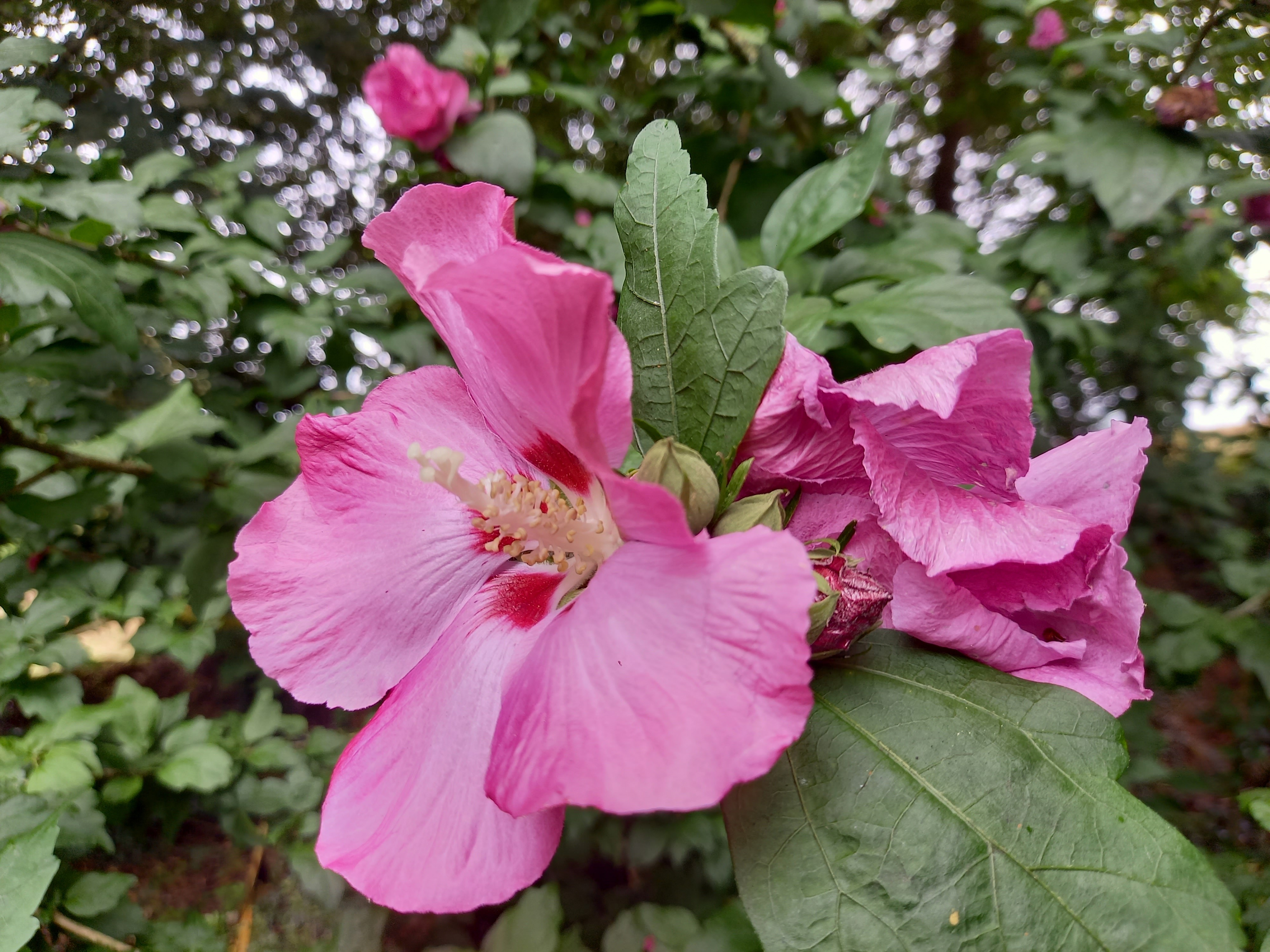 Hibiscus syriacus 'Woodbridge'