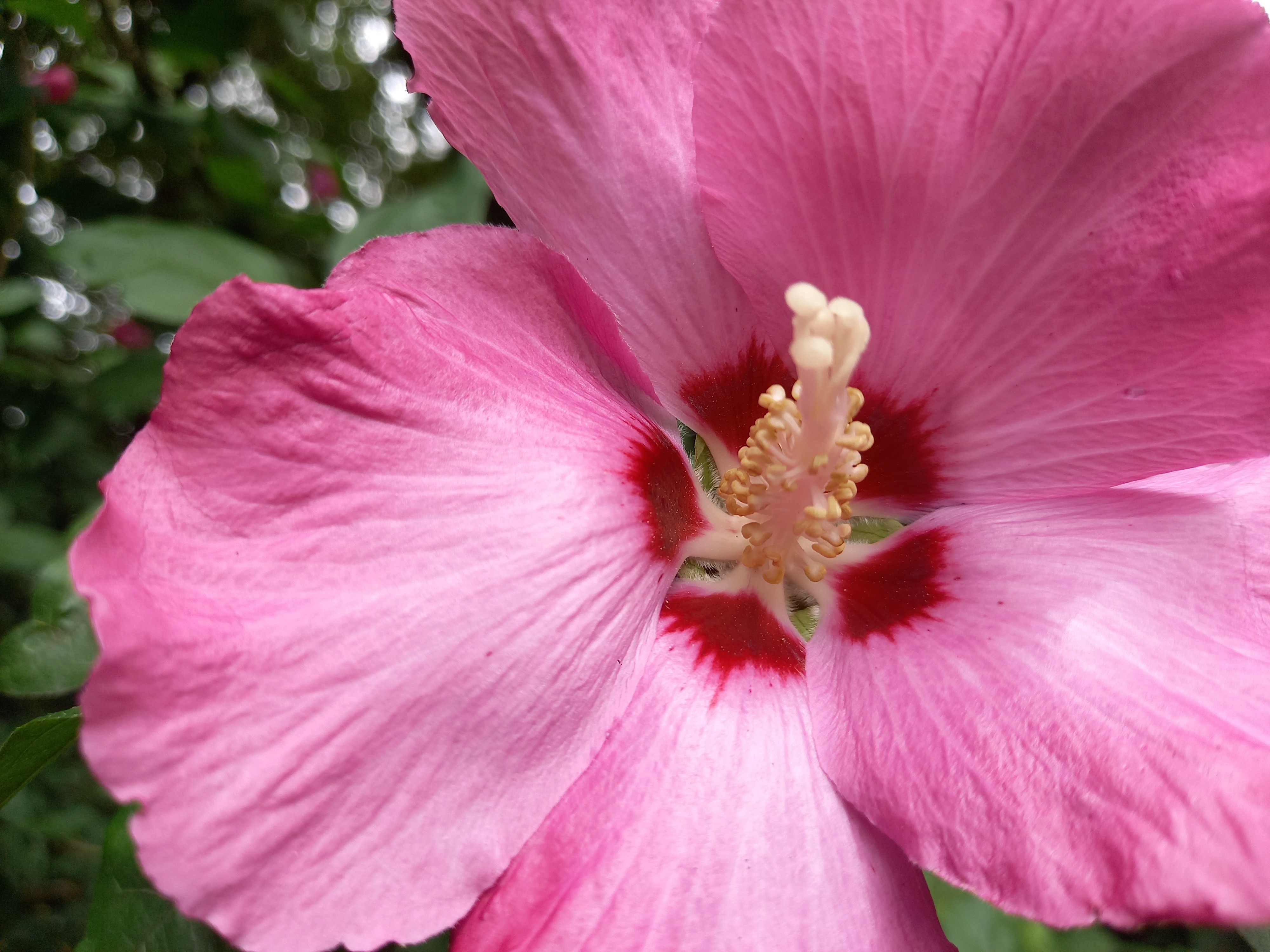 Hibiscus syriacus 'Woodbridge'