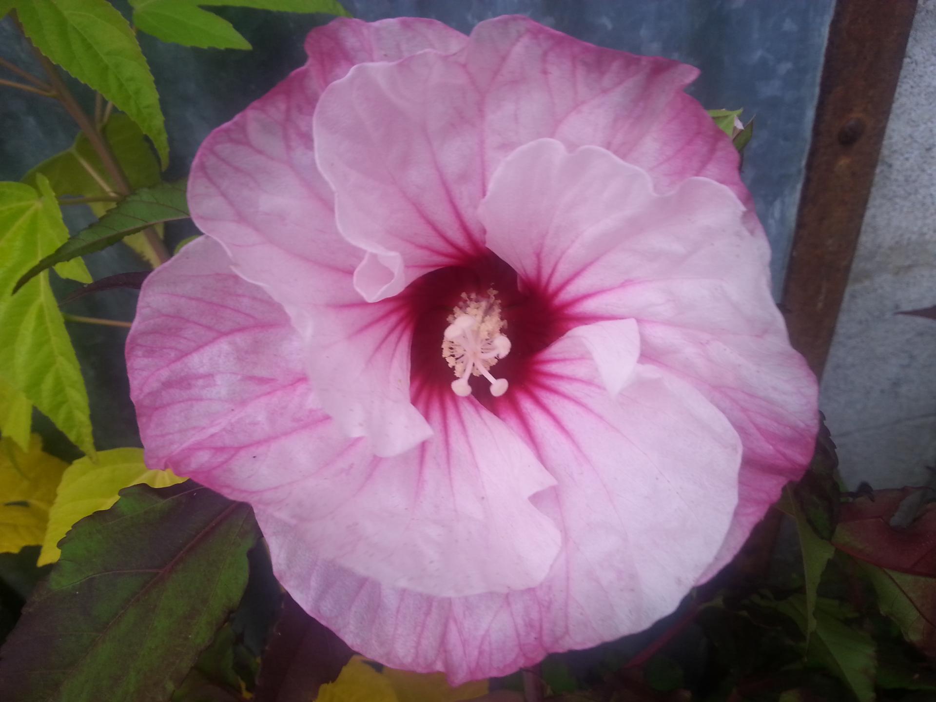 Hibiscus x moscheutos CARROUSEL® Pink Passion 'TAHI16'