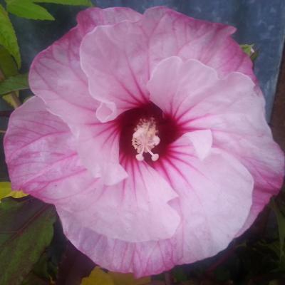 Hibiscus x moscheutos CARROUSEL® Pink Passion 'TAHI16'