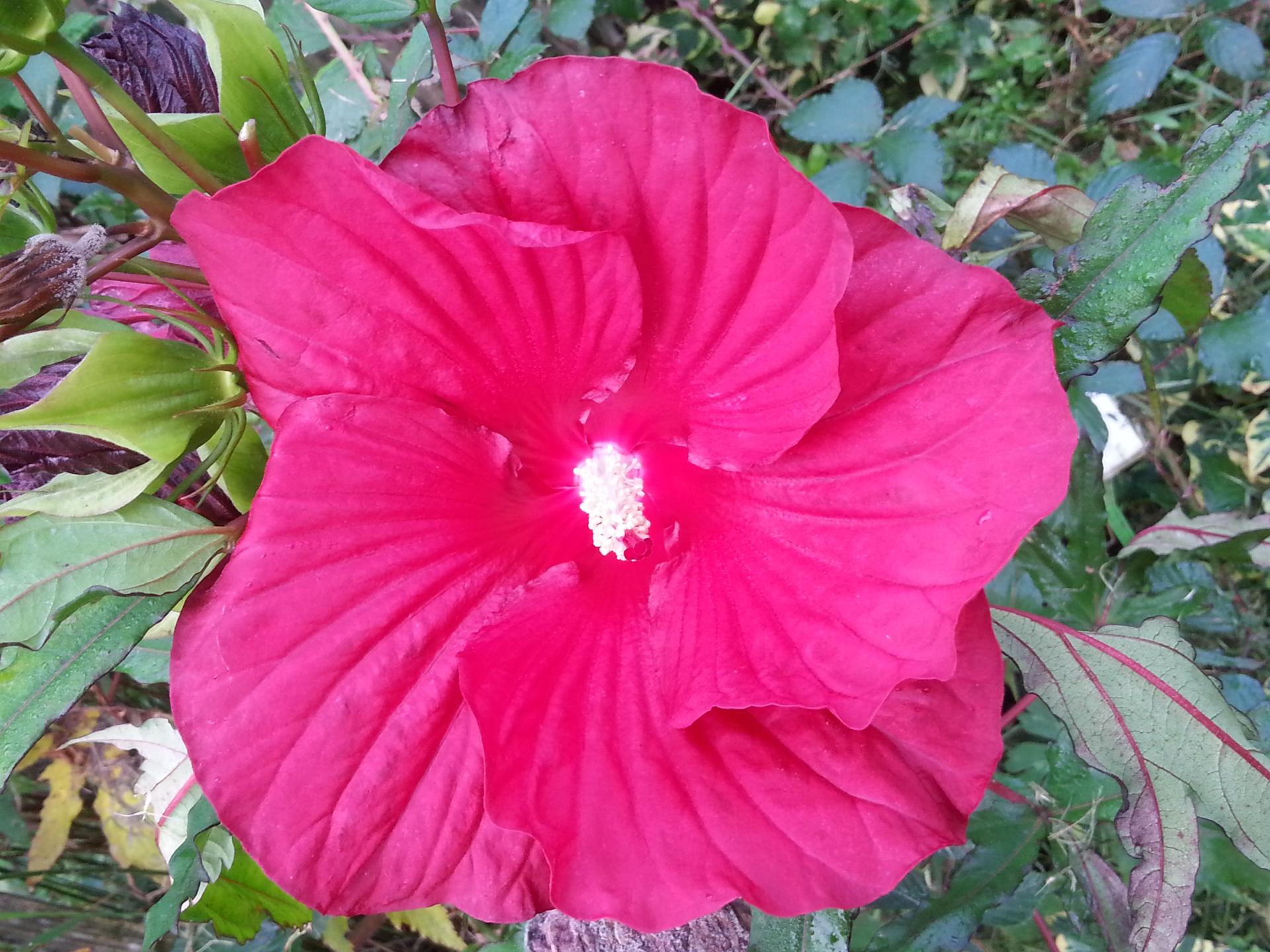 Hibiscus x moscheutos 'Fireball' (3)