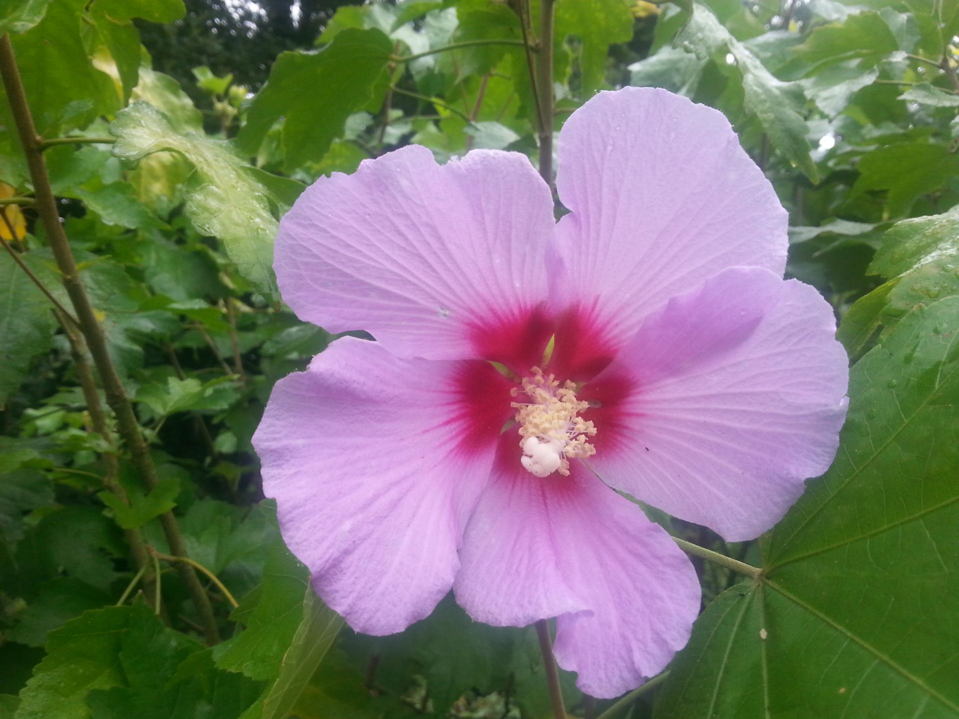 Hibiscus x 'Resi'