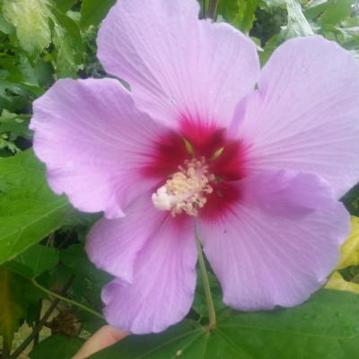 Hibiscus x 'Resi'