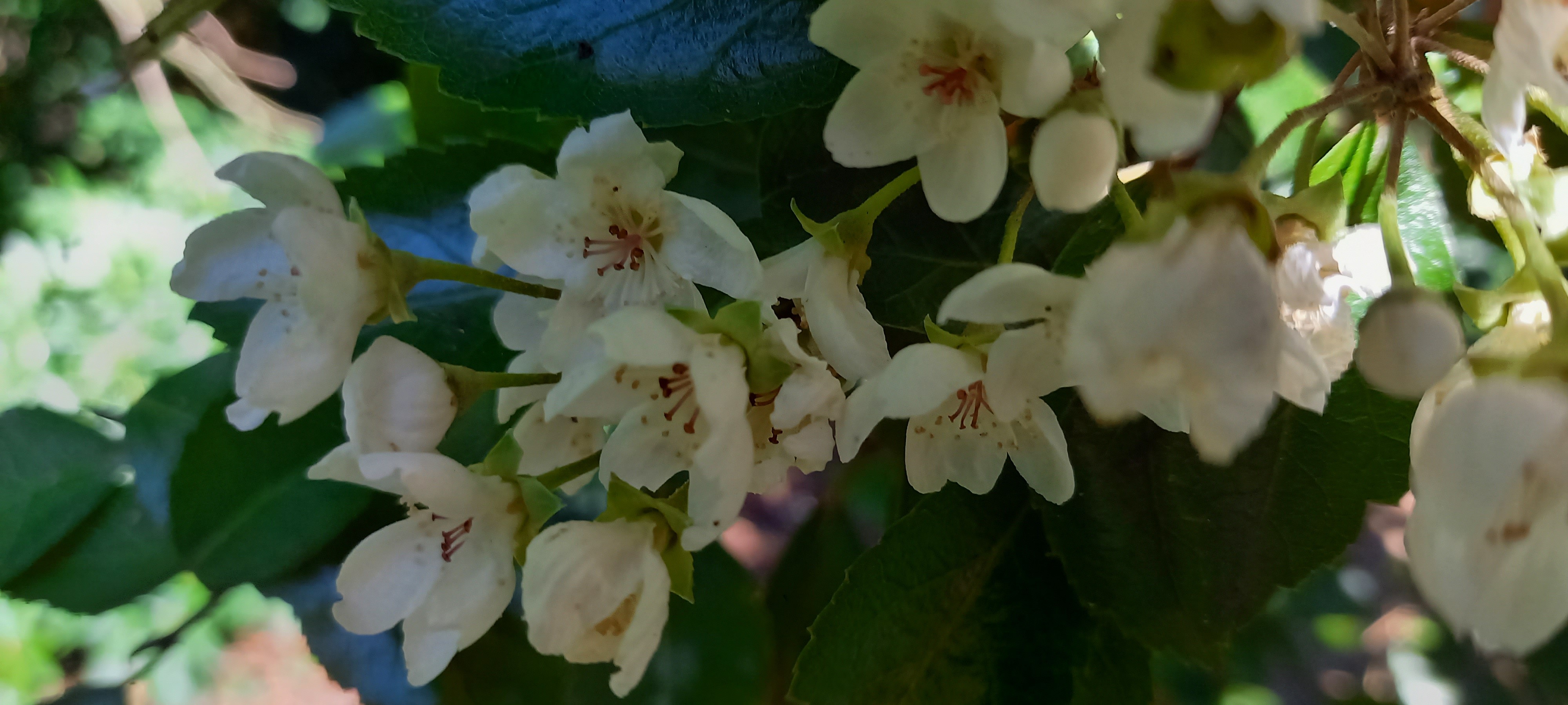 Hoheria sexstylosa 'Stardust'