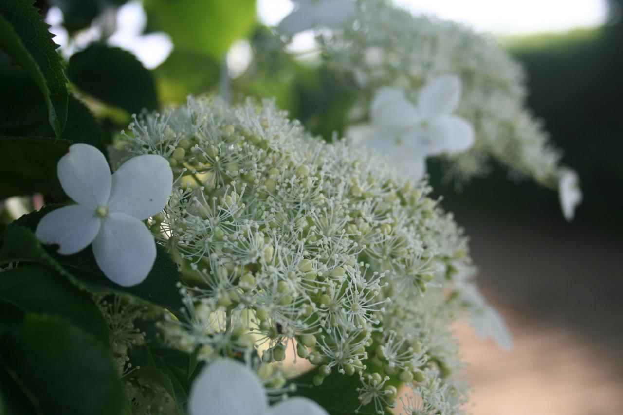 Hydrangea anomala ssp. petiolaris-5-