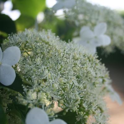 Hydrangea anomala ssp. petiolaris-5-