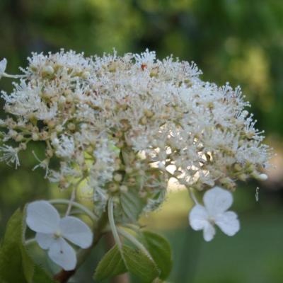 Hydrangea anomala ssp. petiolaris var. cordifolia