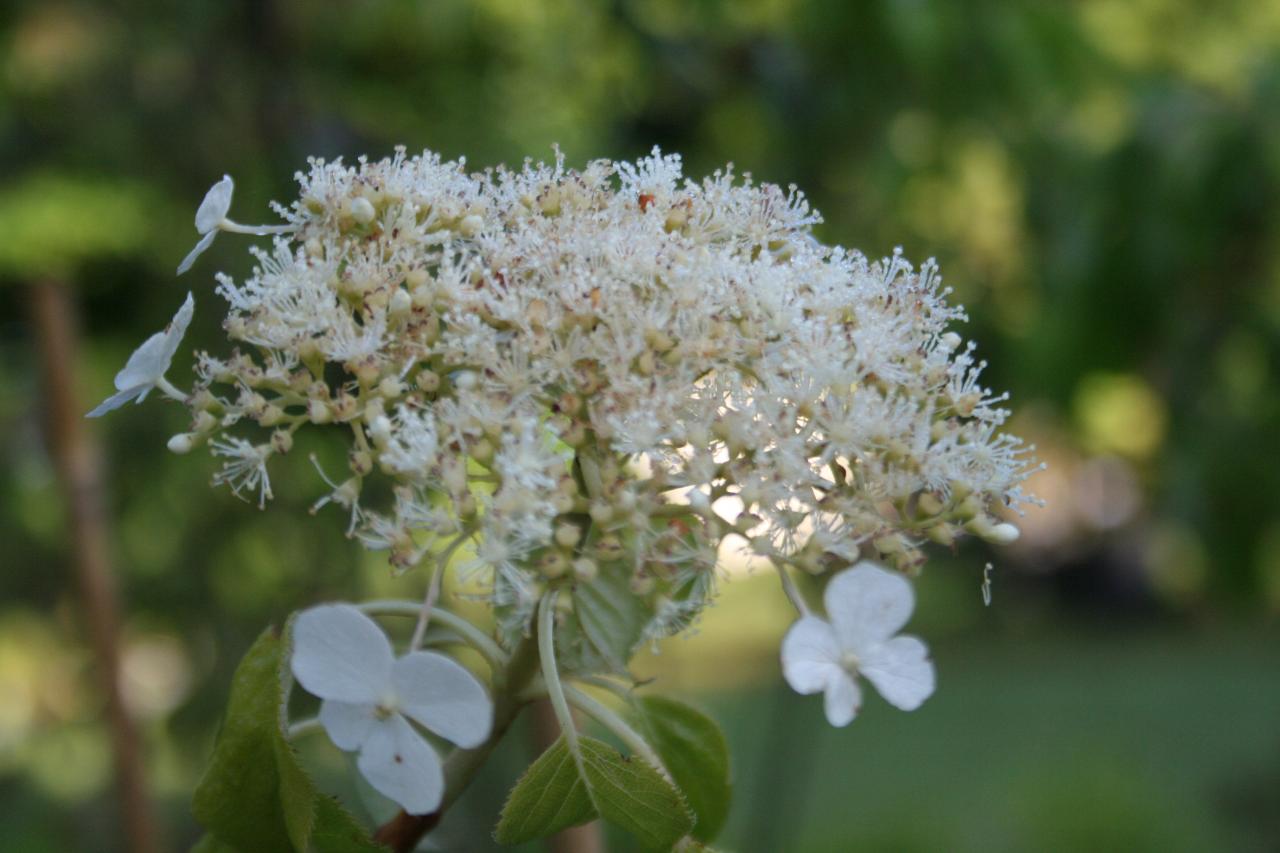 Hydrangea anomala ssp. petiolaris var. cordifolia