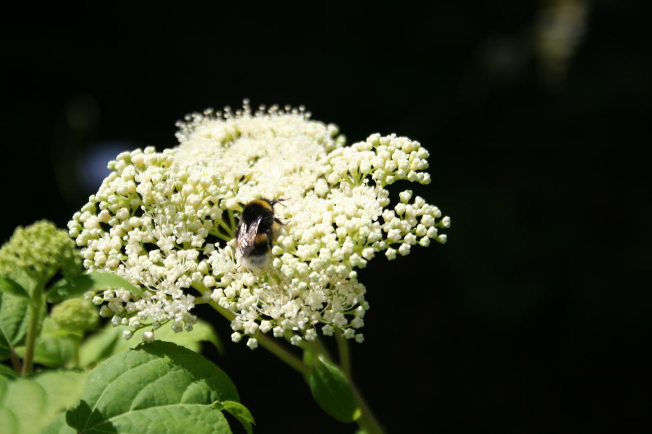 Hydrangea arborescens