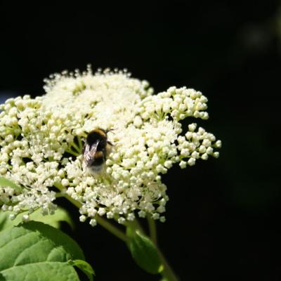 Hydrangea arborescens