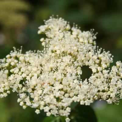 Hydrangea arborescens-3-